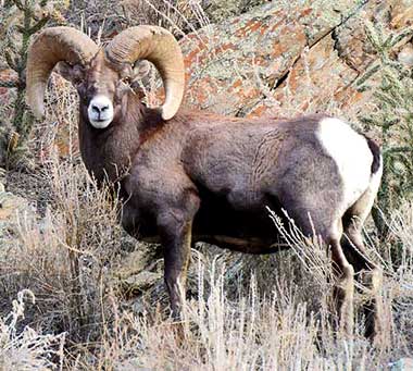 Bighorn Bacon Sheep